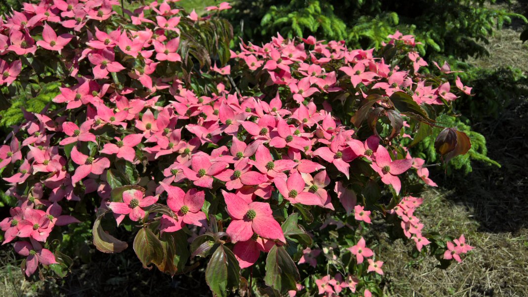 Cornus kousa 
