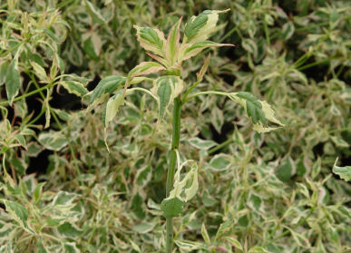 alternifolia_argentea