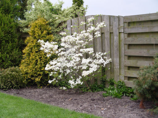 cornus_florida_cloudnine