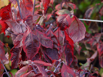 cornus_florida_daybreak