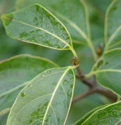 cornus_kousa_bloemknop