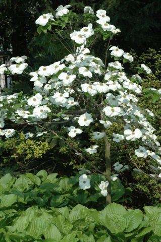 cornus_ormonde1