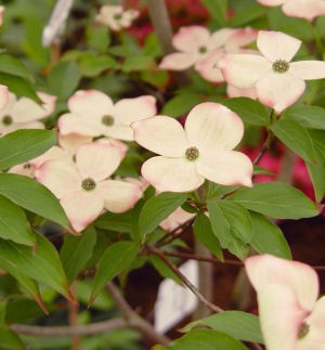 cornus_stellar_pink