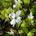 Cornus florida cherokee chief